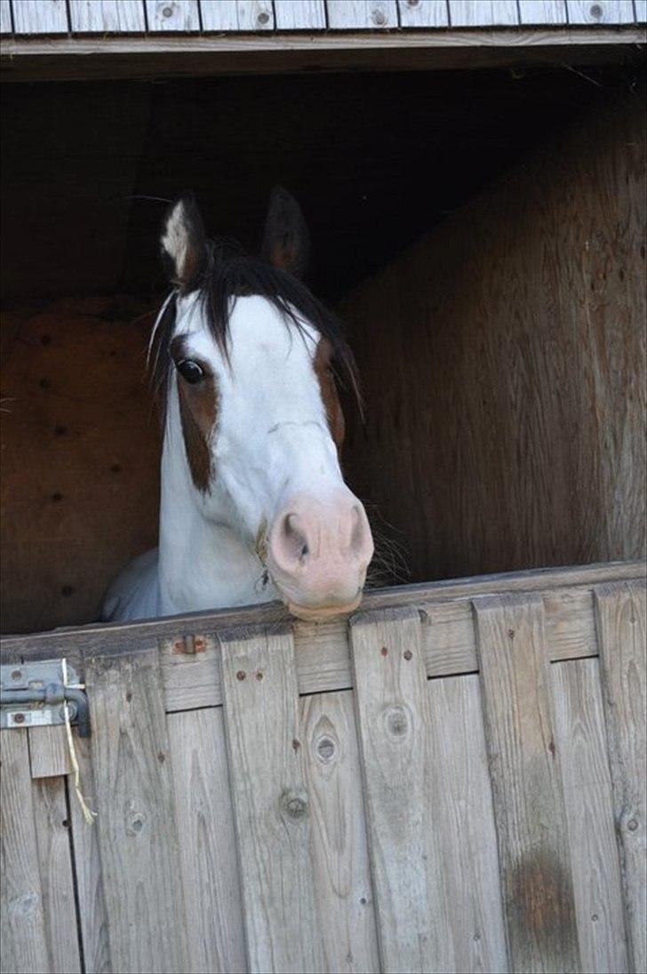 Anden særlig race tiger (rideskole hest) - foto mig:) billede 14