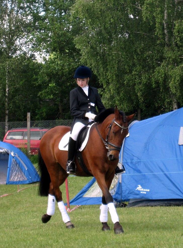 Anden særlig race Christiansejes Peanut - Billede 8. Dyrskuet 2011. Dressur konkurrence. billede 5