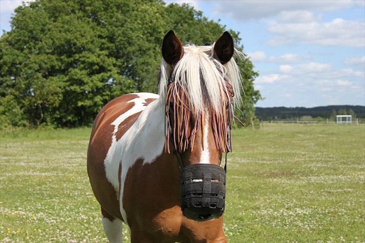 Anden særlig race Vicky Roma B-pony - hygge på Fold billede 5