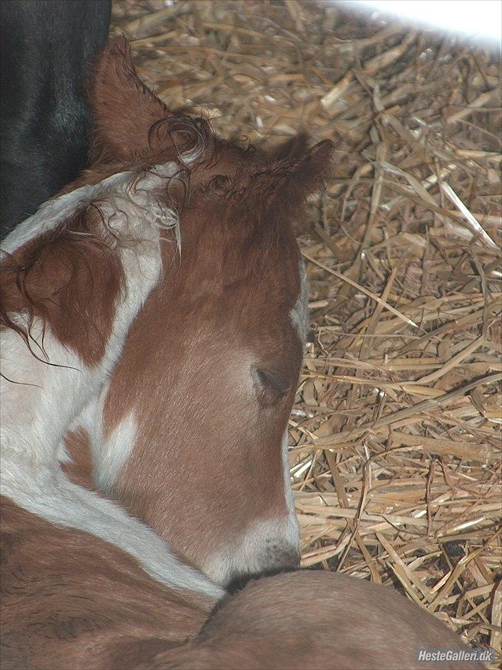 Pinto Romeo - Romeo som helt baby :) Taget hos gamle ejer . billede 14