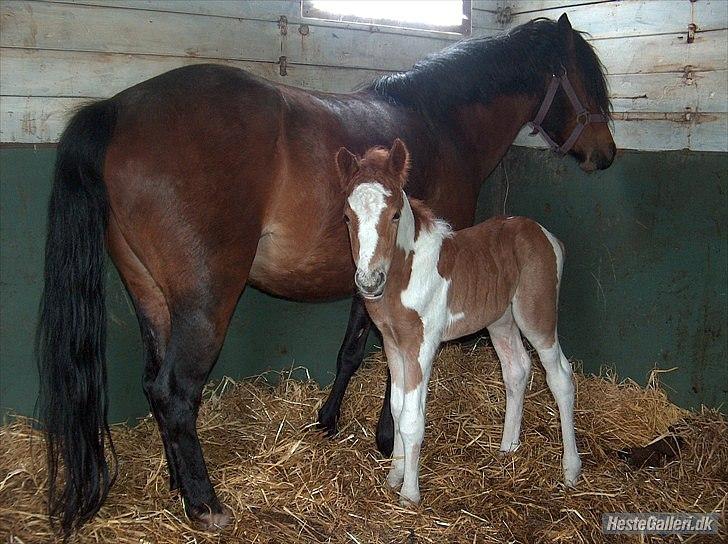 Pinto Romeo - Romeo og hans mor :) 
Taget hos gamle ejer .. billede 15