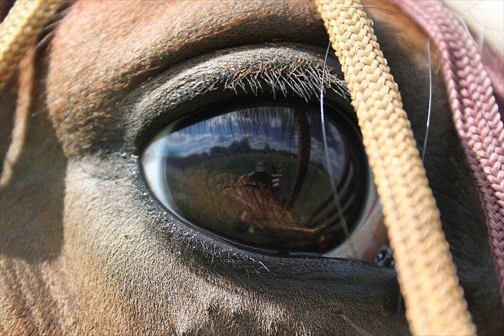 Anden særlig race Vicky Roma B-pony billede 11