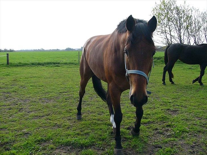 Belgisk varmblod Uno Van De Zuuthoeve billede 8