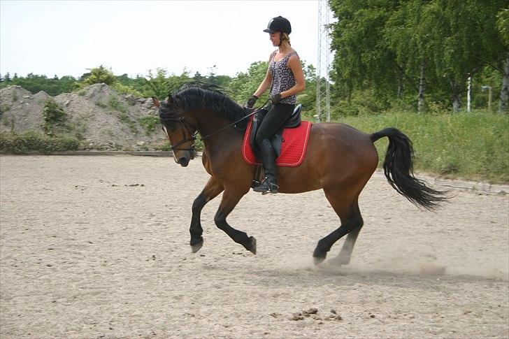 Welsh Cob (sec D) Lesto Dalton Solgt  - 16 Juni 2011  billede 17