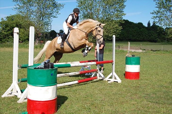 Palomino Marielunds gold melodyboy - springstævne på broløkke. LE-springning billede 11