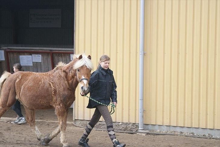 Haflinger Attica *solgt* ;-( billede 11