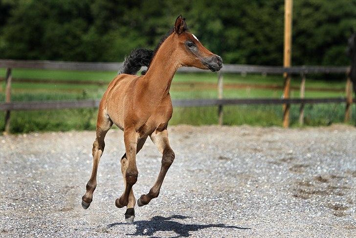 Arabisk fuldblod (OX) Al Safiyyah - Safiyyah, 1 måned og 8 dage gammel. Foto: Mig billede 8