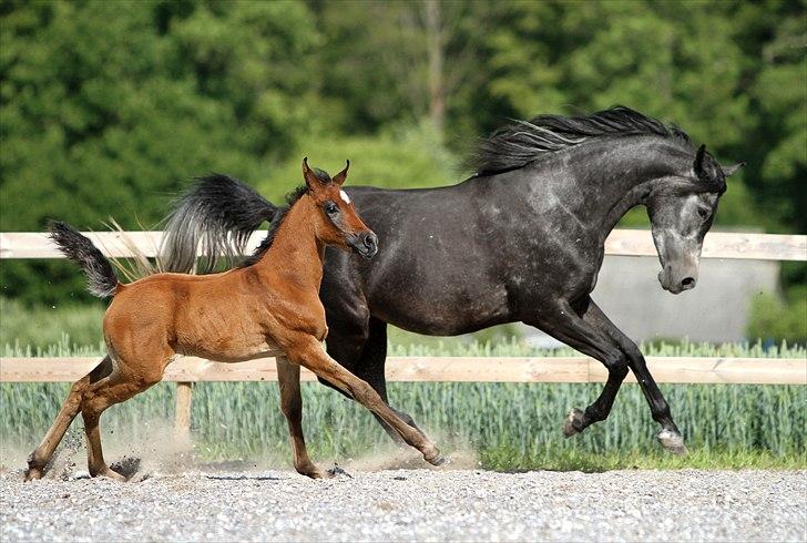 Arabisk fuldblod (OX) Al Safiyyah - Safiyyah, 1 måned og 8 dage gammel. Foto: Mig billede 11