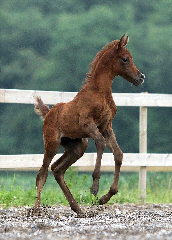 Arabisk fuldblod (OX) Ghasaan billede 2