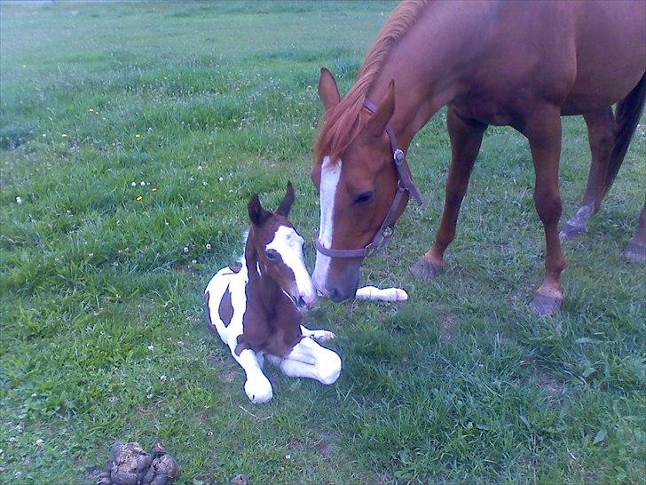 Dansk Varmblod RDH Margot SOLGT - så fik maggi et dejligt lille hingste føl i nat, han er bare så fin billede 18