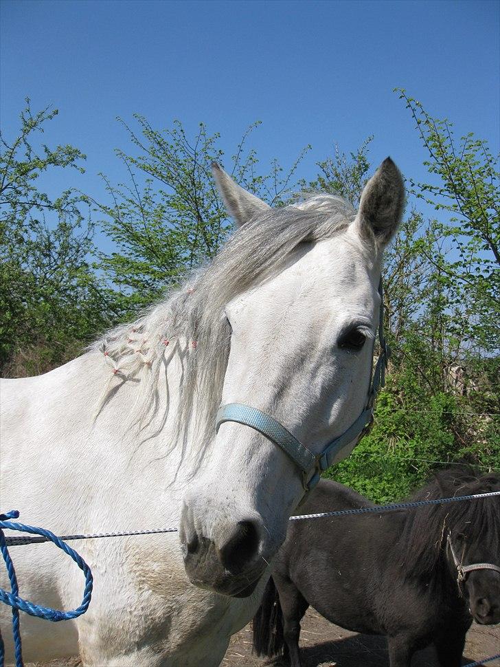 Anden særlig race Fabienne (Himmelhest) - Fabienne <3 billede 1