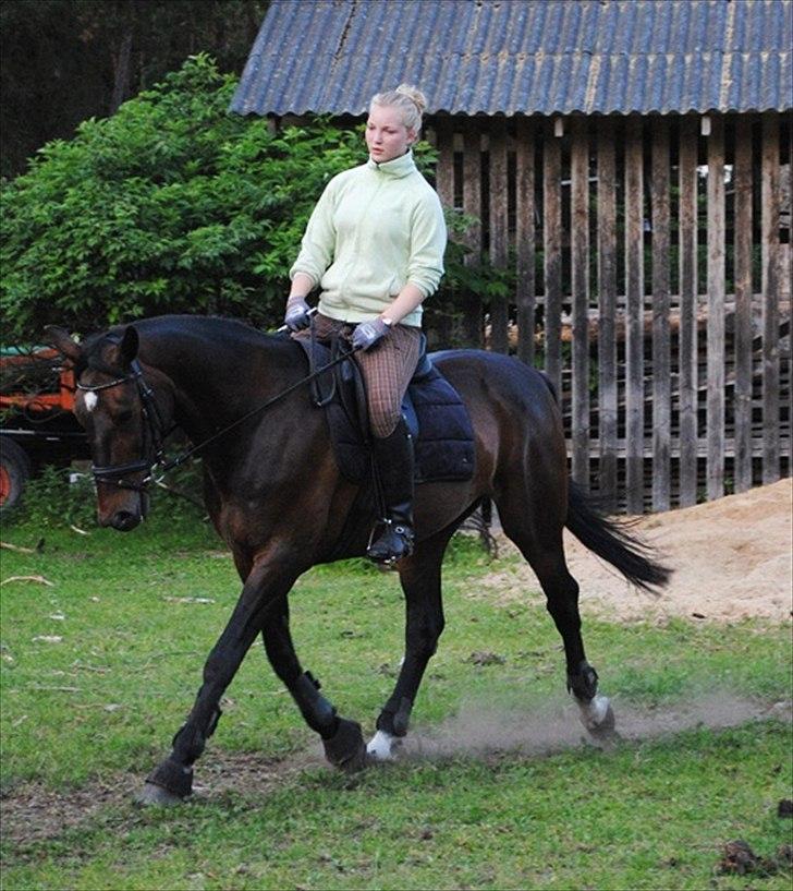 Traver L D White R.I.P  - Træning på heste ryg billede 6