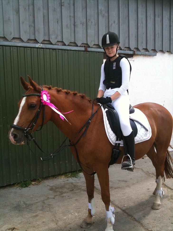 Arabisk fuldblod (OX) Gomir ox 2763 billede 18