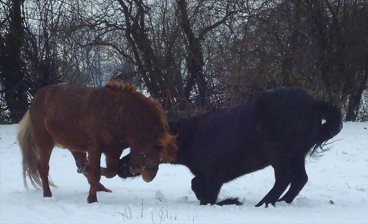 Islænder Faxi fra Hindø billede 14