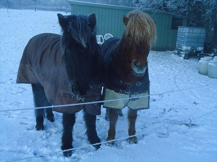 Islænder Faxi fra Hindø billede 15