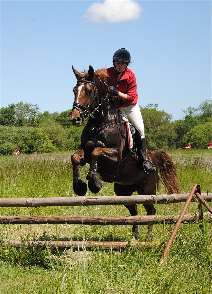 Anden særlig race Donna - Jagt juni 2011
Taget af: Kathrine Frosted billede 18