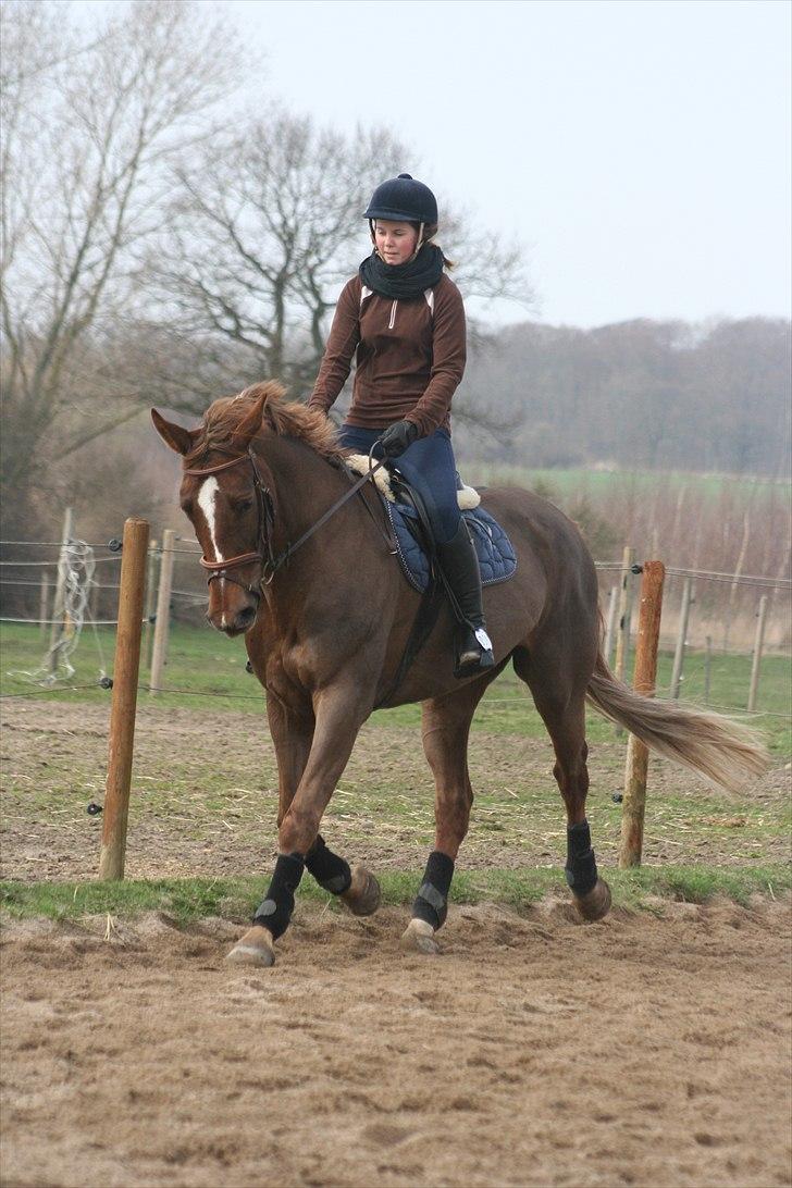 Anden særlig race Donna - Træning april 2011 billede 19