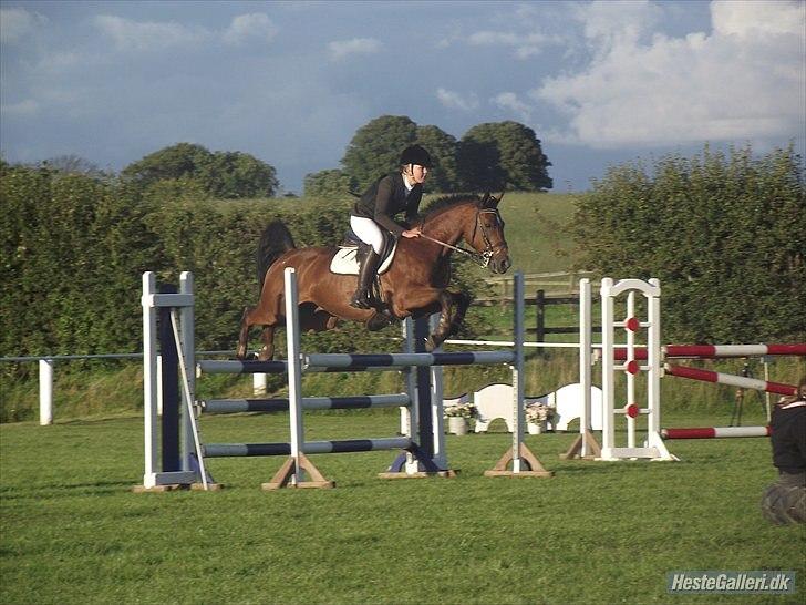 Tysk Sportspony Denver - B-pony - Denver i MB billede 18