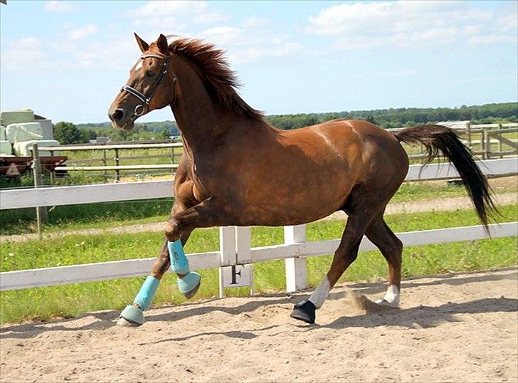 Hannoveraner Wikinger ;) - Taget af Taz billede 6