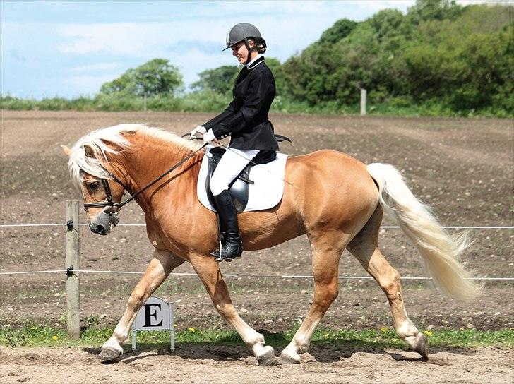 Tyroler Haflinger Liz Winterling AVLSHINGST - 15 maj 2011, Elghusets stævne.  billede 12