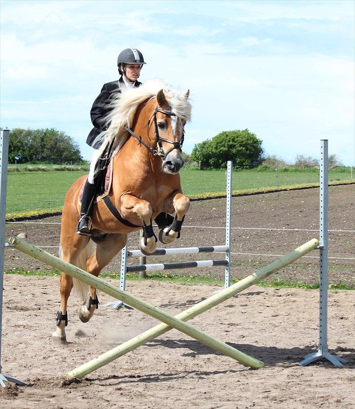 Tyroler Haflinger Liz Winterling AVLSHINGST - 15 maj 2011, Elghusets stævne. billede 13