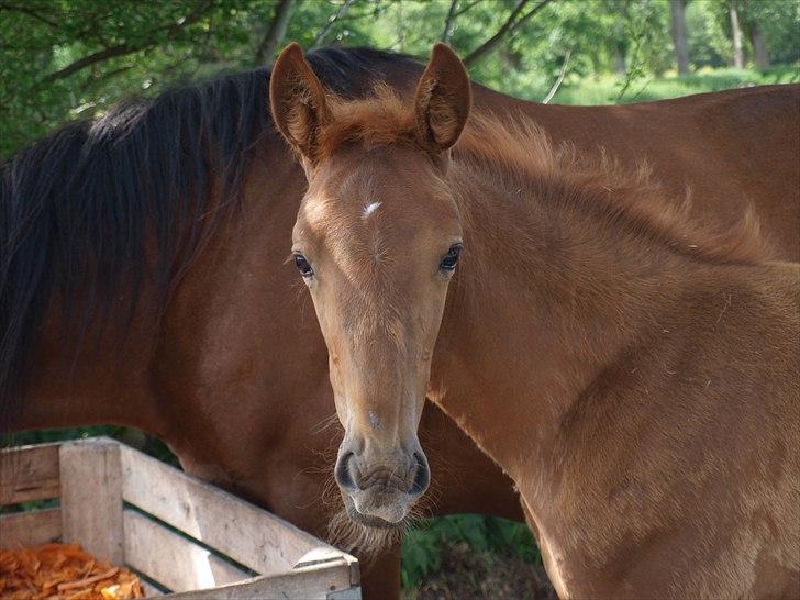 Traver Uno Bounty R.I.P - Sikke en smuk Uno billede 1