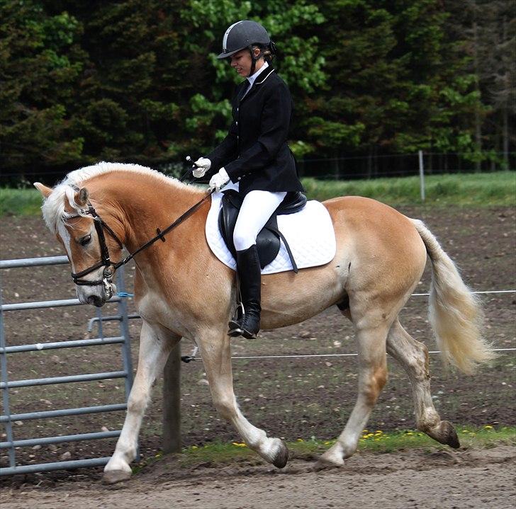 Haflinger Why Not  SOLGT billede 12