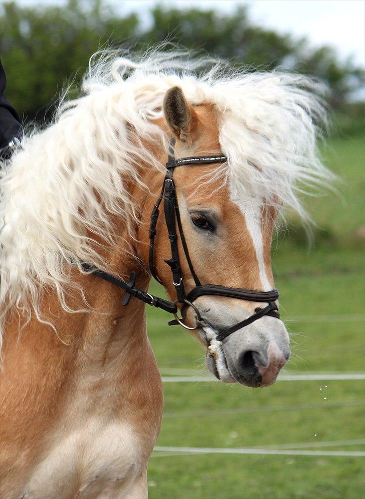 Haflinger Why Not  SOLGT billede 1