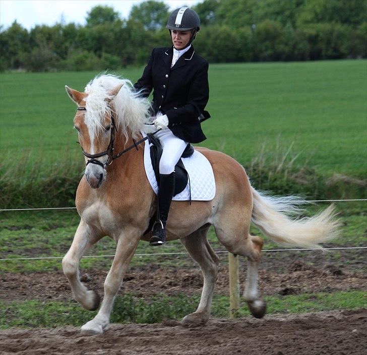 Haflinger Why Not  SOLGT billede 13