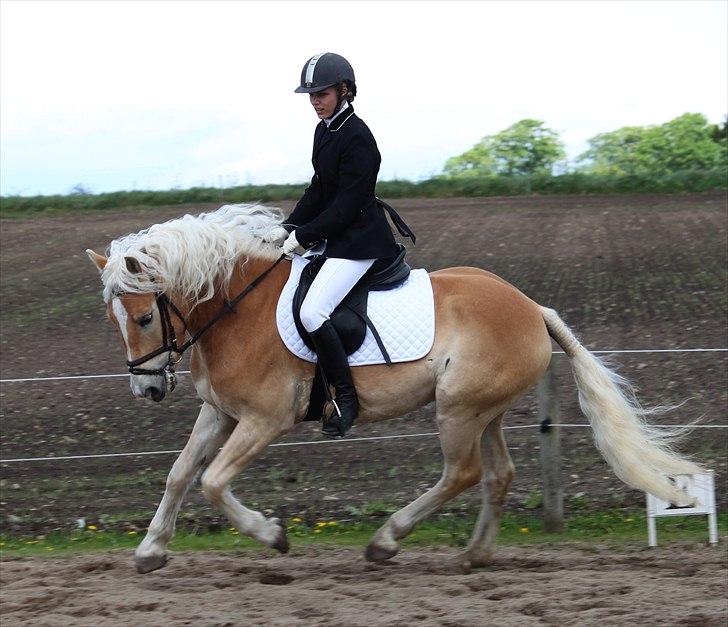 Haflinger Why Not  SOLGT billede 14