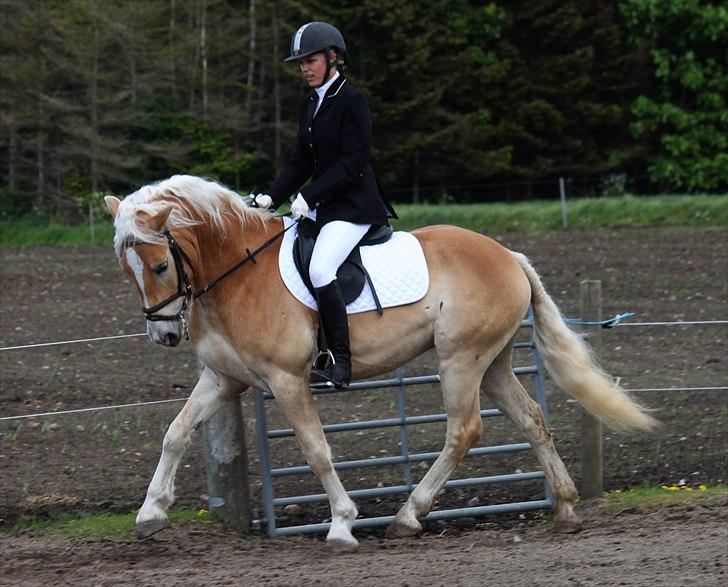 Haflinger Why Not  SOLGT billede 15