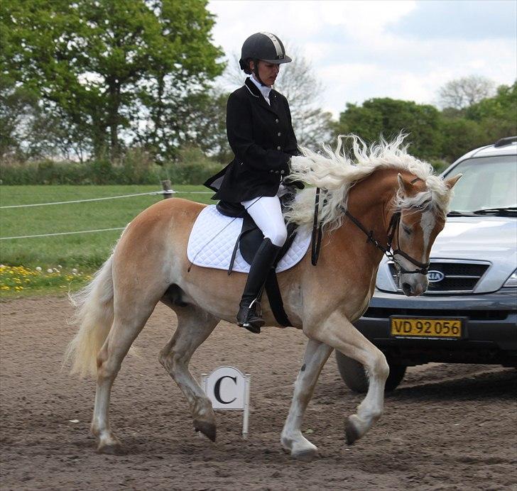Haflinger Why Not  SOLGT billede 16