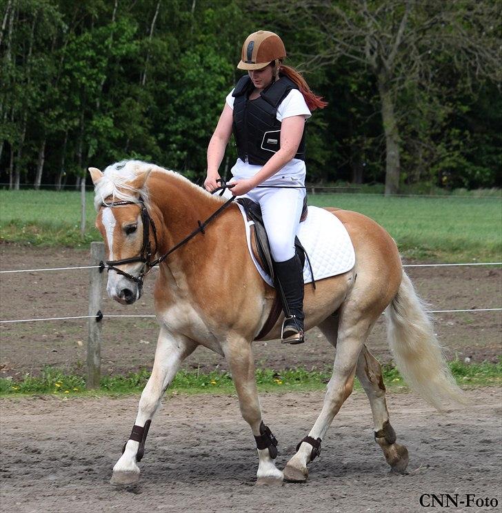 Haflinger Why Not  SOLGT billede 17