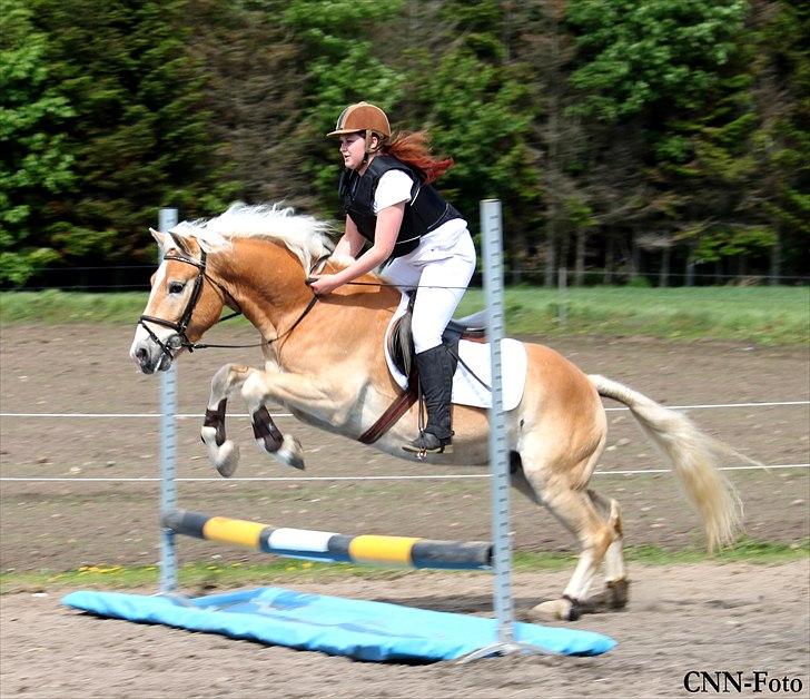 Haflinger Why Not  SOLGT billede 18