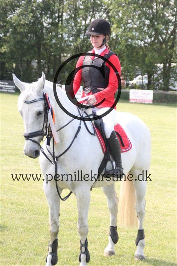 Anden særlig race Tibbury - HAR FÅET LOV AT BRUGE BILLEDET MED COPYRIGHT.
Nummer til Danmarks cup på kallehavegård <3 billede 19