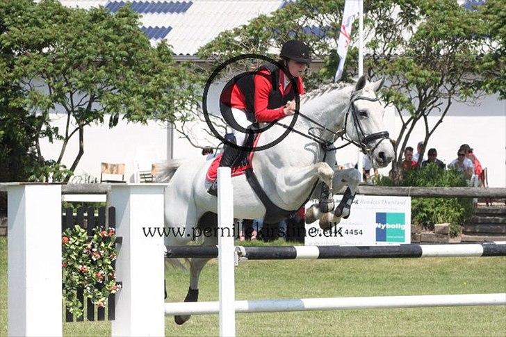 Anden særlig race Tibbury - HAR FÅET LOV AT BRUGE BILLEDET MED COPYRIGHT.
Tibbury <3 billede 20