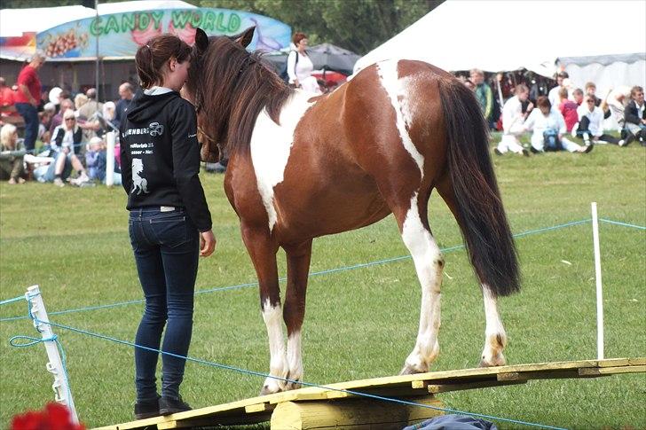 Pinto | Mira - Det fynske dyrskue 2011 
Opvisning Pinto 
Foto // taget af Laura Emilie Lillelund Eriksen  billede 11