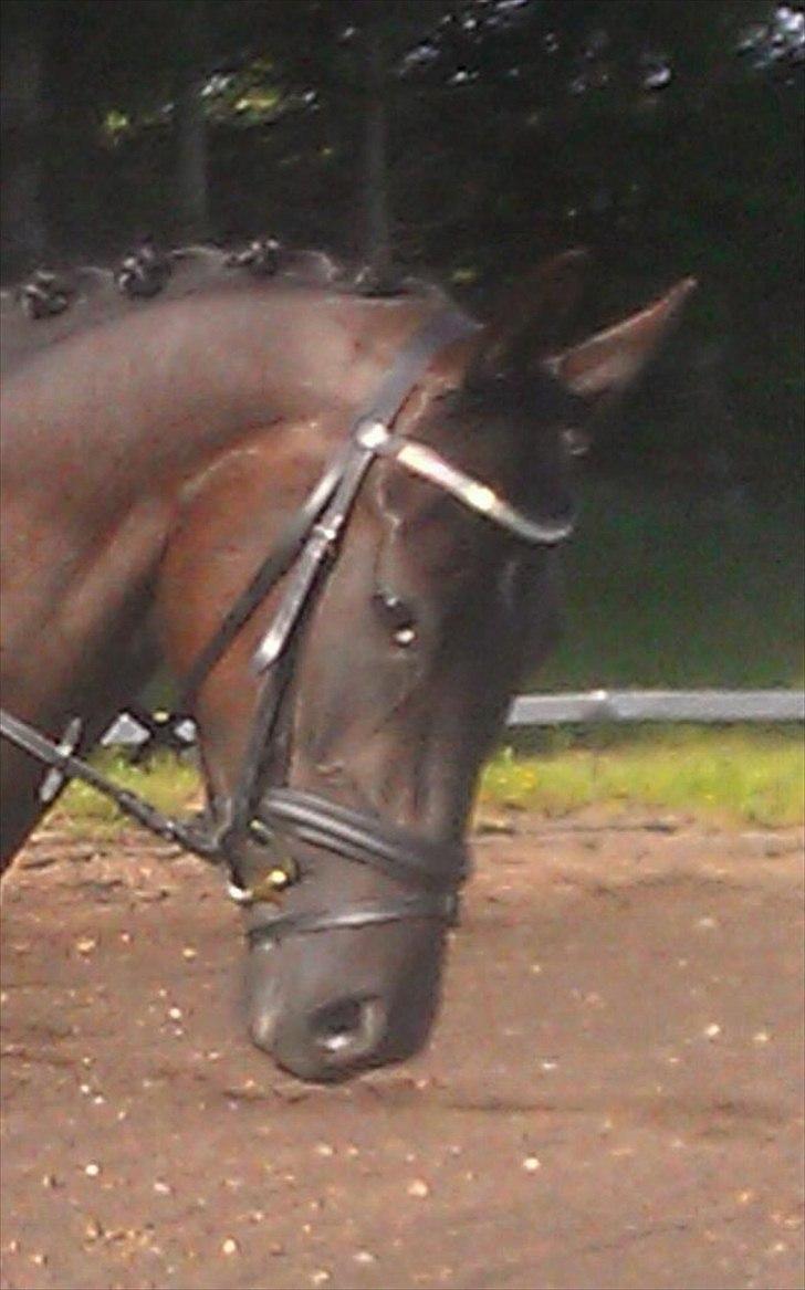 Dansk Varmblod Uniq-Vitz - Stævne i Skive :)  billede 14