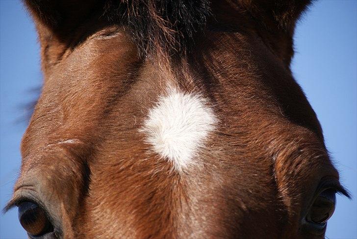 Anden særlig race Molino - Baby, du er perfektion. billede 9