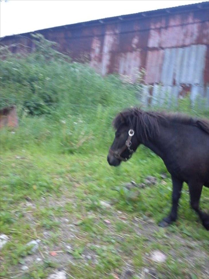 Shetlænder Tulle (min egen) billede 1