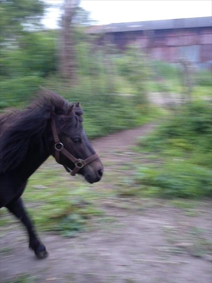 Shetlænder Tulle (min egen) billede 2