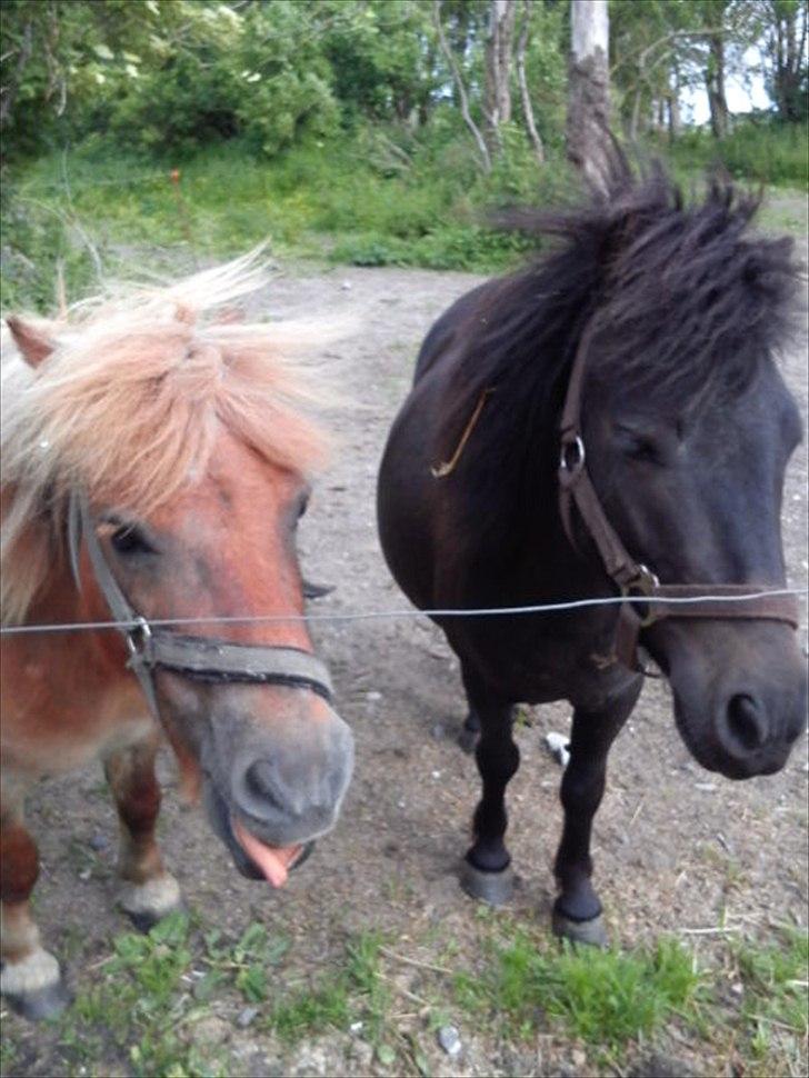 Shetlænder Tulle (min egen) billede 3