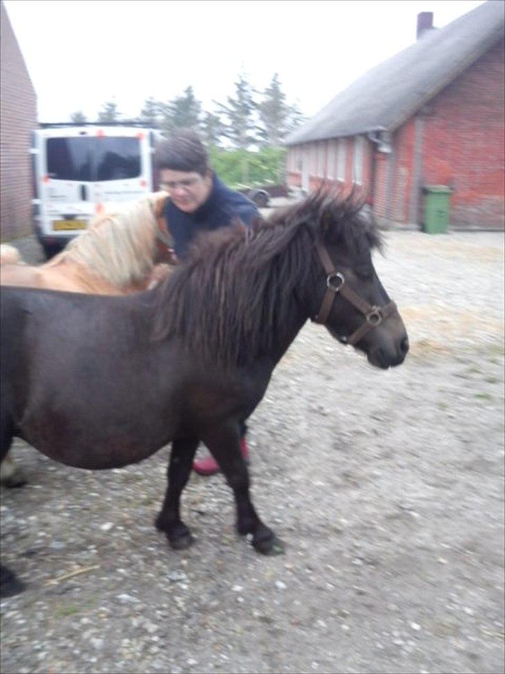 Shetlænder Tulle (min egen) billede 4