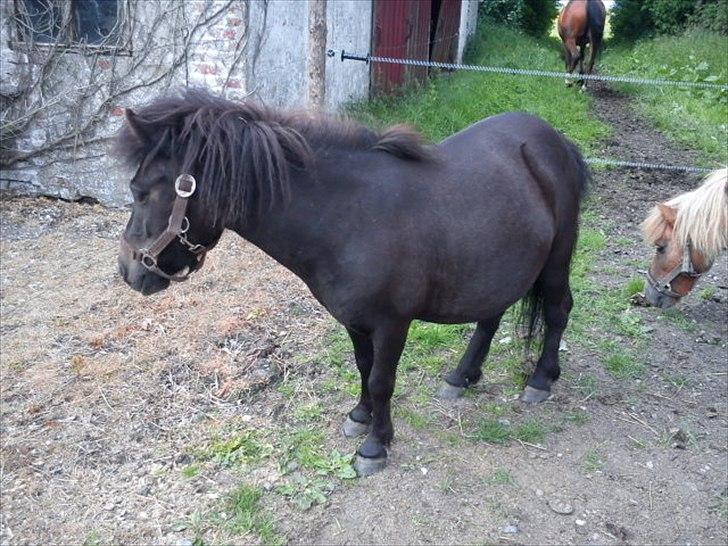 Shetlænder Tulle (min egen) billede 5