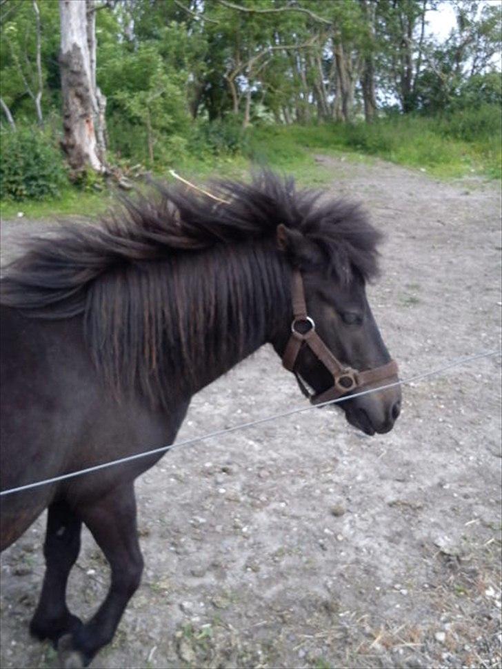 Shetlænder Tulle (min egen) billede 6