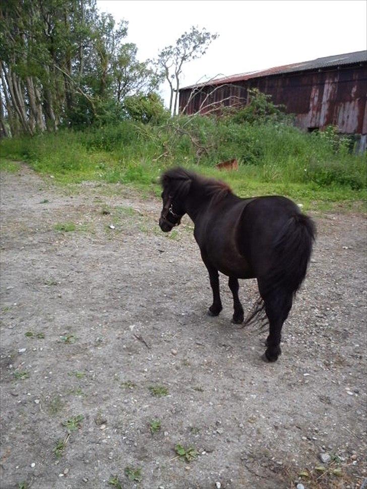 Shetlænder Tulle (min egen) billede 7