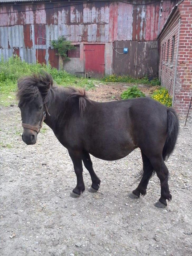 Shetlænder Tulle (min egen) billede 8