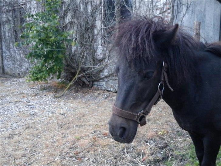 Shetlænder Tulle (min egen) billede 9