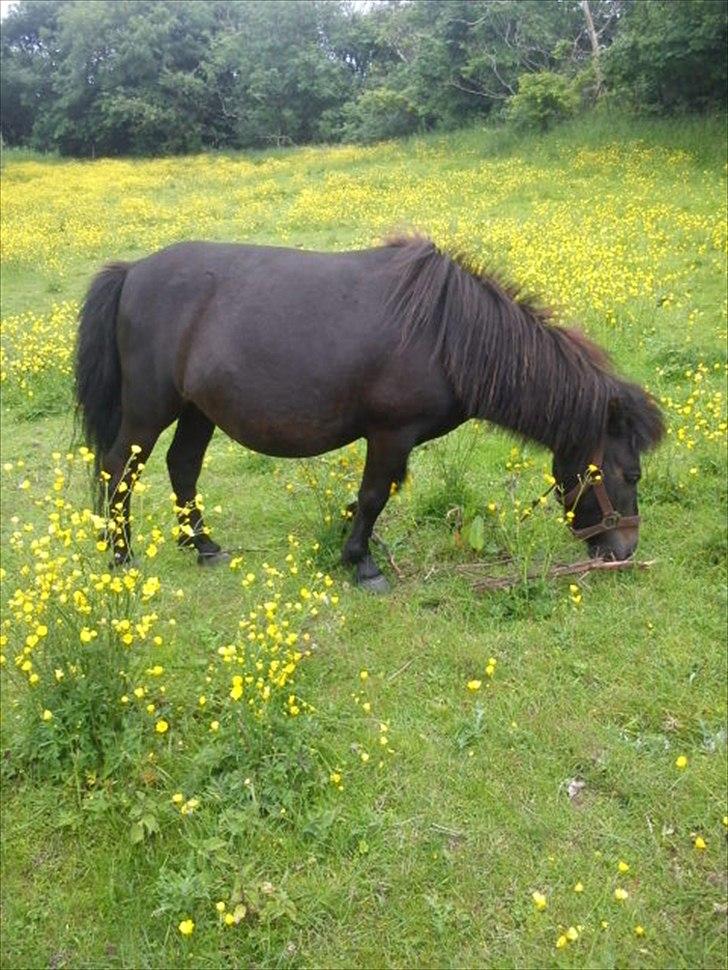 Shetlænder Tulle (min egen) billede 10