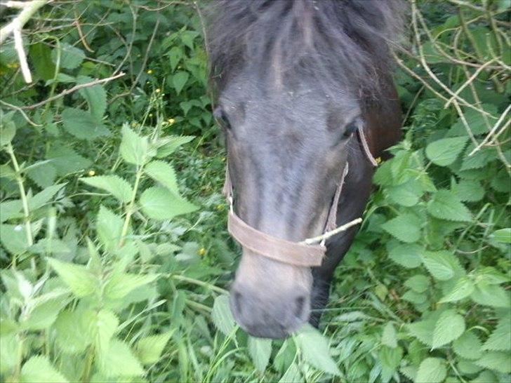 Shetlænder Tulle (min egen) billede 11